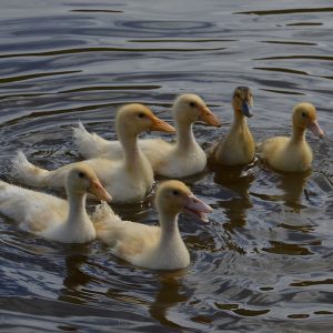 Ducklings Swimming