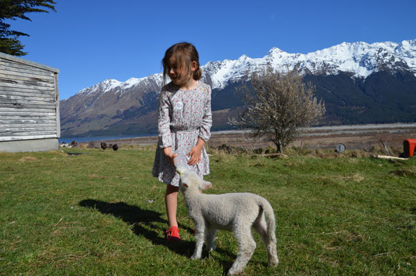 feeding-lamb - Glenorchy Animal Experience feeding-lamb - Glenorchy Animal Experience