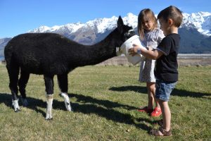 Kids feeding Lllama