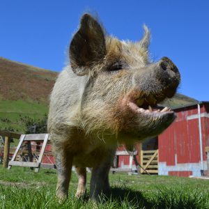 Kunekune Pig