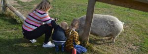 Pig in Enclosure