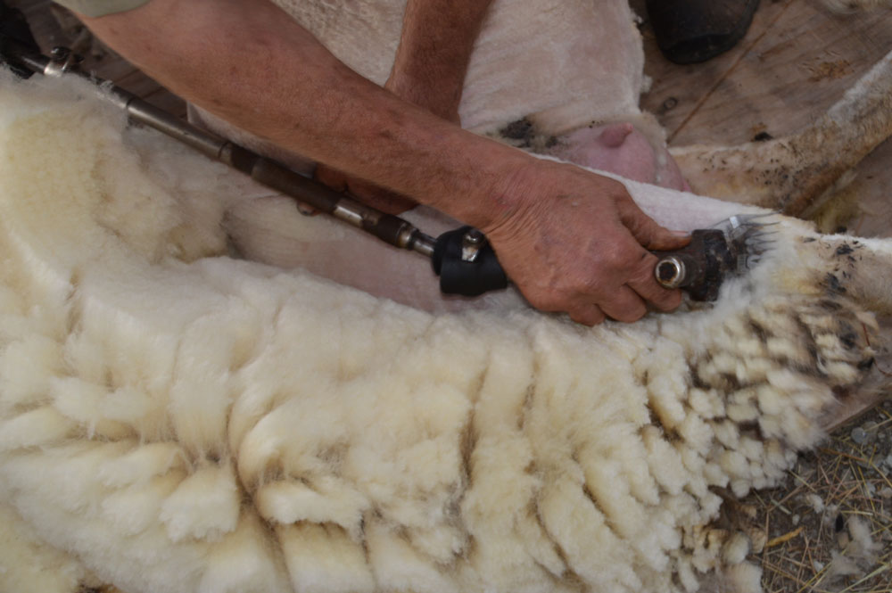 Sheep Shearing Close up