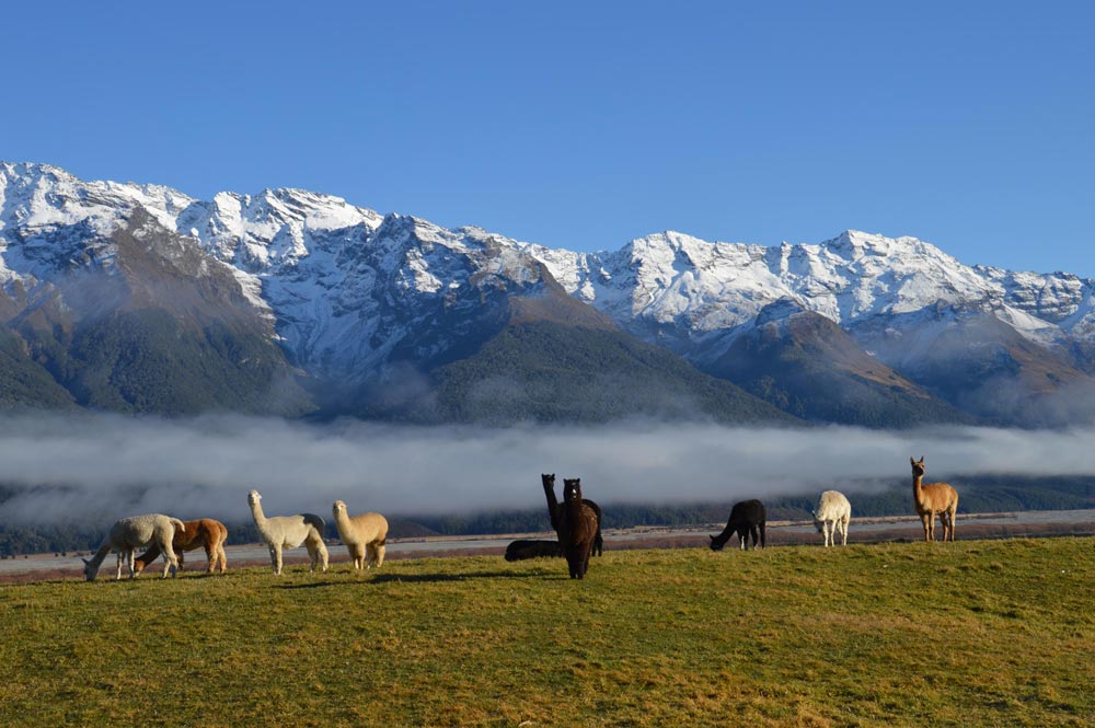 Alpacas with mountain backdrop