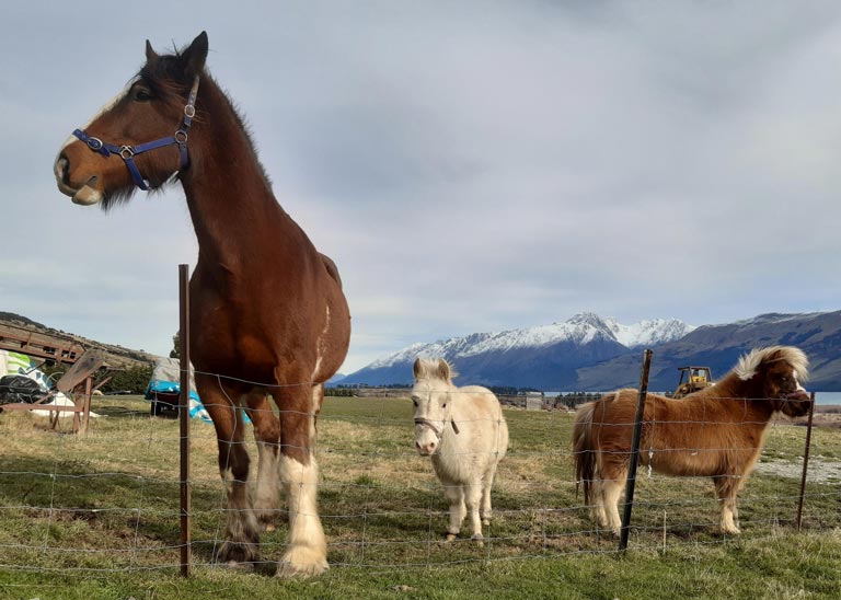 Horses with mountain backdrop