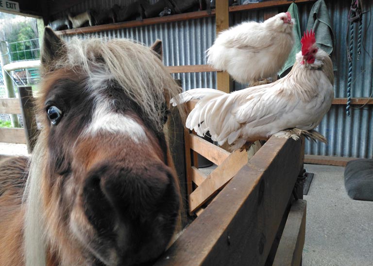 Horse and rooster