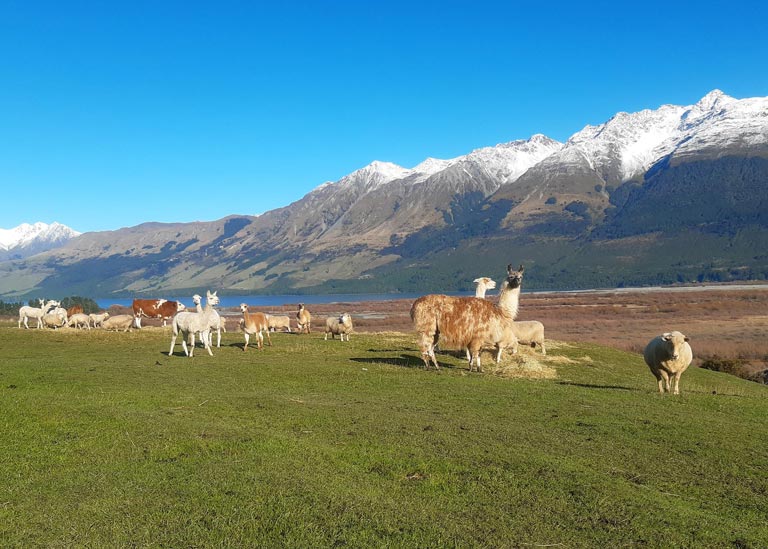 Alpacas in the mountains
