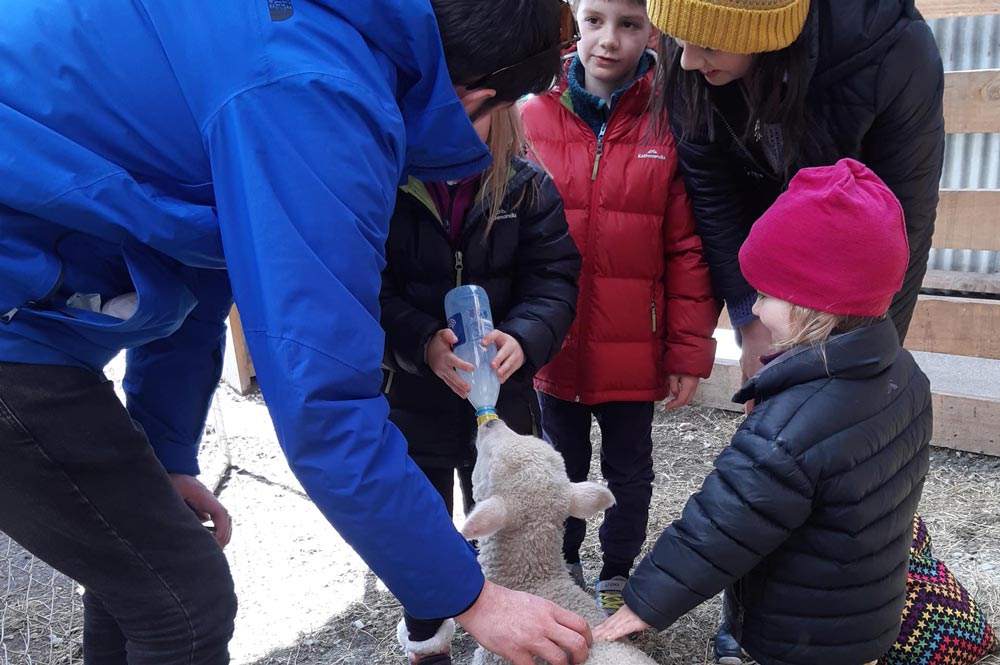Family hand feeding Lambs