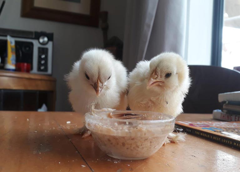 Two Chicks