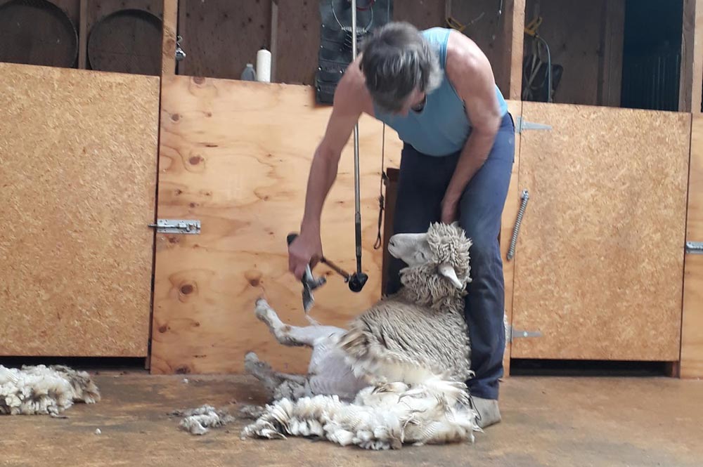 Sheep Shearing with Audience
