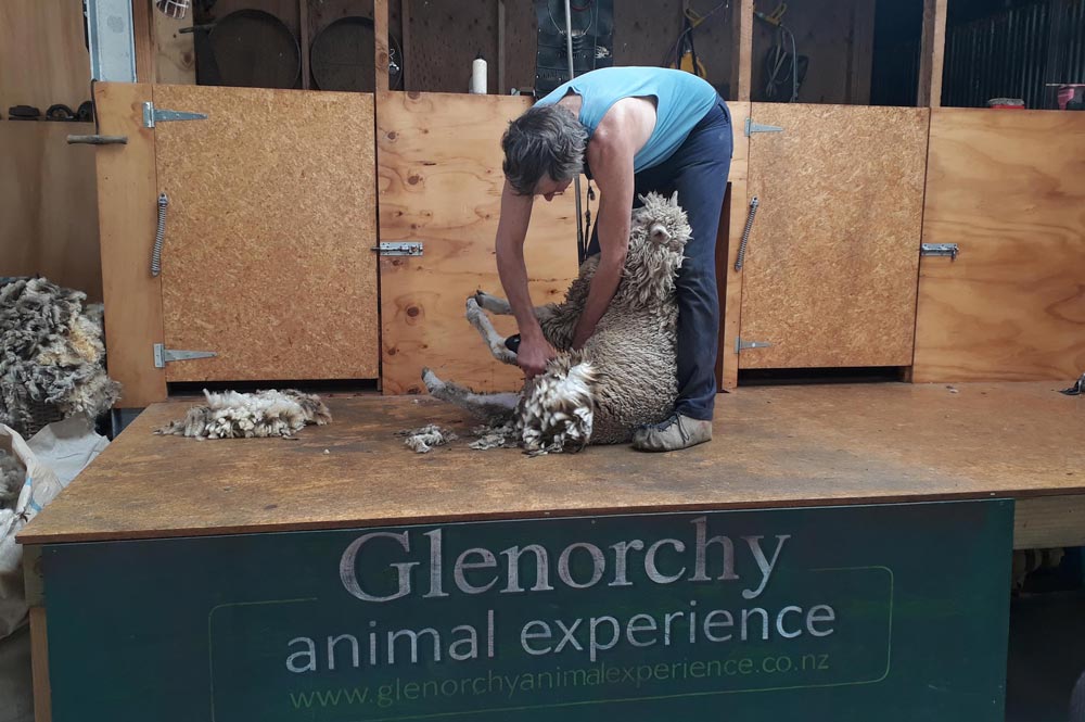 Sheep Shearing Almost done