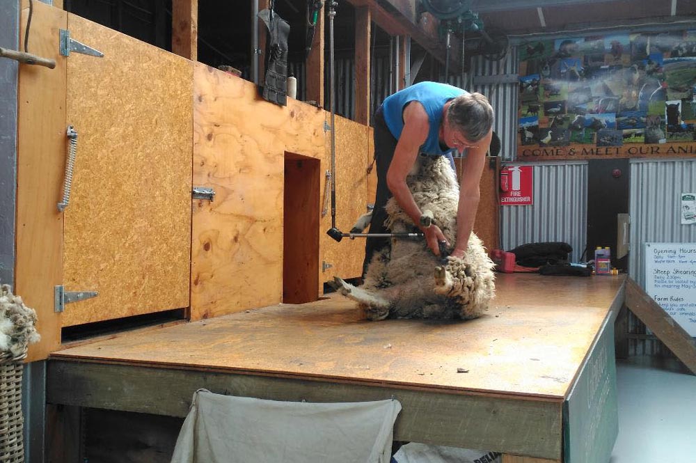 Sheep Shearing From Side